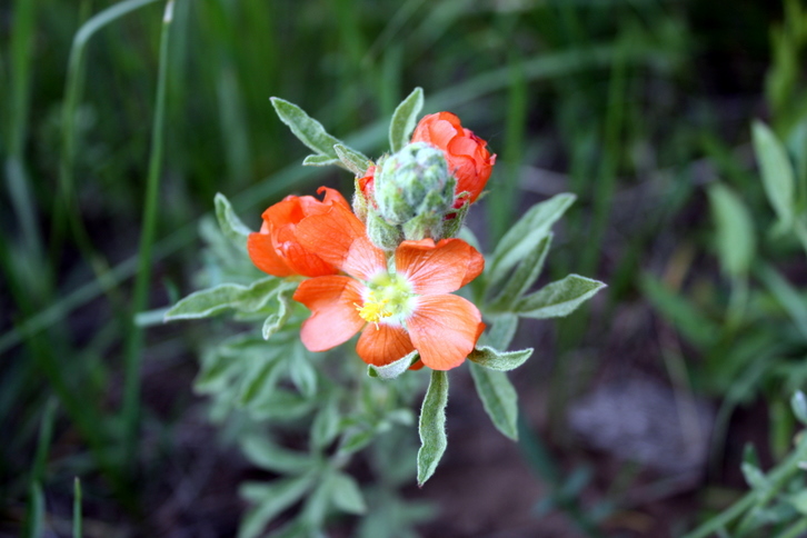 Scarlet Globemallow